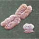 Illustration for article titled Is The Y Chromosome Dying Out?
